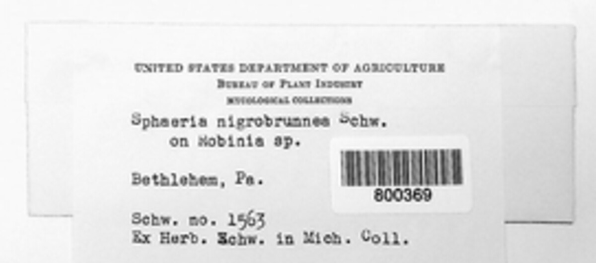 Sphaeria nigrobrunnea image